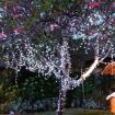 Fairy Light tail on trees